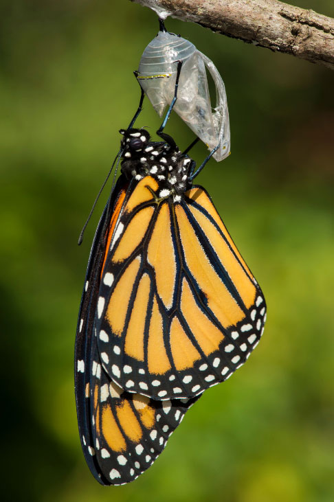 cocoon